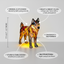 Nala Enchanted Dog
